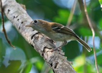 Cozumel Island Birding Day