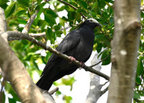 Cozumel Island Birding Day