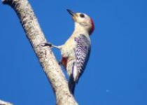 Riviera Maya Area Birding Day