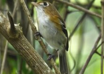 Classic 9-Day Yucatan Birding Route