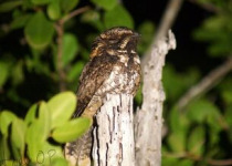 Classic 9-Day Yucatan Birding Route