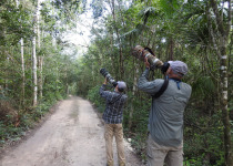 Classic 9-Day Yucatan Birding Route
