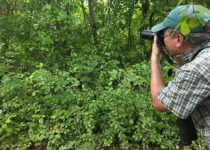 9-Day Yucatan Peninsula Birding Trip