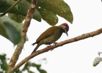 9-Day Yucatan Peninsula Birding Trip
