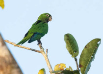9-Day Yucatan Peninsula Birding Trip