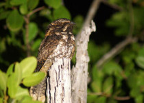9-Day Yucatan Peninsula Birding Trip
