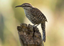 9-Day Yucatan Peninsula Birding Trip