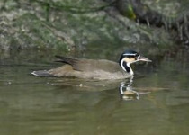 9-Day Yucatan Peninsula Birding Trip