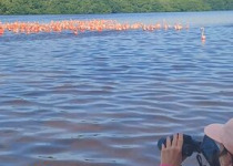 Custom Yucatan Birding and Nature Photography Tour