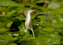 Private Mahe Endemic Birding with Steve Agricole