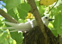Private Praslin Endemic Birding with Steve Agricole