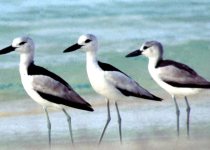 Private Cousin Island Special Reserve Birding with Steve Agricole