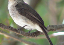 Private Northern Rwanda and Kivu Belt Birding with Roger Irakoze