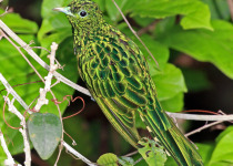 Private Northern Rwanda and Kivu Belt Birding with Roger Irakoze