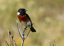 Private Northern Rwanda and Kivu Belt Birding with Roger Irakoze