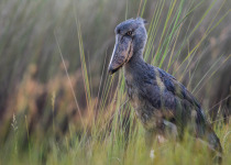 Uganda Birding with Nature Travel Birding