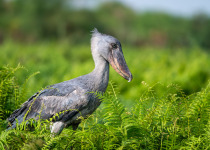 Uganda Birding with Nature Travel Birding