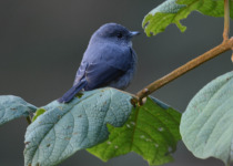 Uganda Birding with Nature Travel Birding