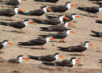 Uganda Birding with Nature Travel Birding
