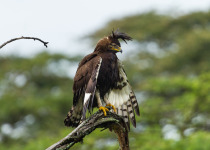 Best of East South Africa Birding with Nature Travel Birding