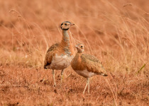 Best of East South Africa Birding with Nature Travel Birding