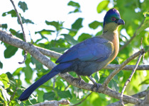 Best of East South Africa Birding with Nature Travel Birding
