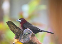 Southern Peru with Machu Picchu Birding with Nature Travel Birding