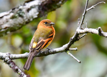 Southern Peru with Machu Picchu Birding with Nature Travel Birding