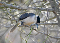 Madagascar Birding tour with Nature Travel Birding