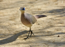 Madagascar Birding tour with Nature Travel Birding