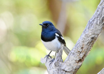 Madagascar Birding tour with Nature Travel Birding