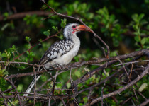 Namibia Botswana Zambia Birding with Nature Travel Birding