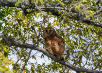 Namibia Botswana Zambia Birding with Nature Travel Birding