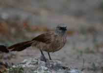 Namibia Botswana Zambia Birding with Nature Travel Birding