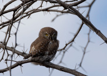 Namibia Botswana Zambia Birding with Nature Travel Birding