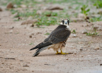 Namibia Botswana Zambia Birding with Nature Travel Birding