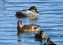 Japan Birding with Nature Travel Birding