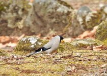 Japan Birding with Nature Travel Birding