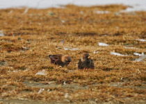 Japan Birding with Nature Travel Birding