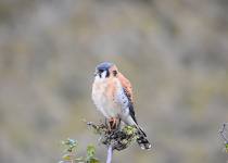 Ecuador Birding with Nature Travel Birding