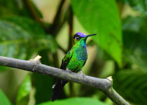 Ecuador Birding with Nature Travel Birding