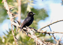Angola Birding with Nature Travel Birding
