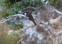 Angola Birding with Nature Travel Birding