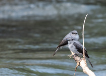 Angola Birding with Nature Travel Birding