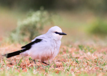 Ethiopia Birding with Nature Travel Birding