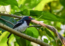Ethiopia Birding with Nature Travel Birding