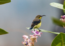 Northern India Birding with Nature Travel Birding