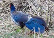 Northern India Birding with Nature Travel Birding