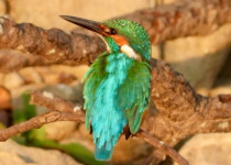Northern India Birding with Nature Travel Birding
