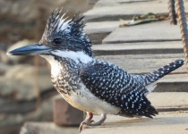 Northern India Birding with Nature Travel Birding